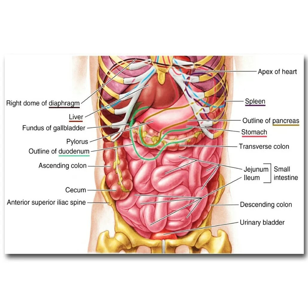 Органы живота. Внутренние органы живота. Анатомия живота человека женщины.