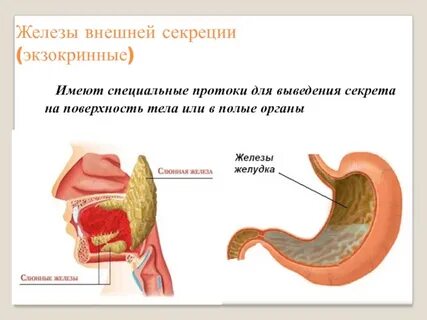 Железы имеющие выводные протоки это