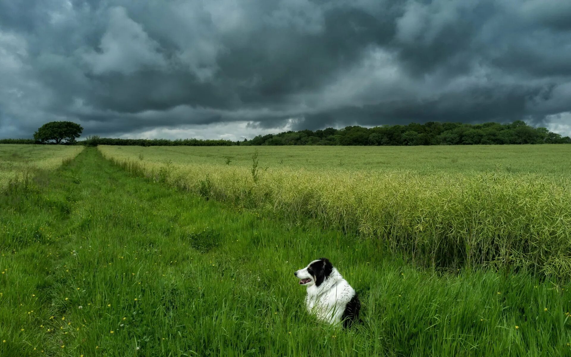 Собака гроза. Собака в поле. Собака вдалеке. Собака бежит в поле. Щенок в поле.