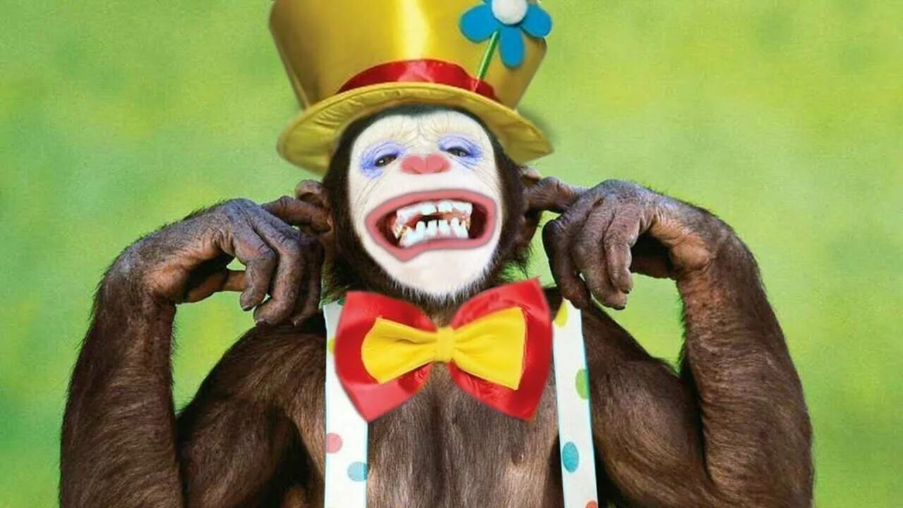 Шоу обезьян. Обезьяна клоун. Обезьянка в костюме клоуна. Макака клоун. Цирковая обезьяна.