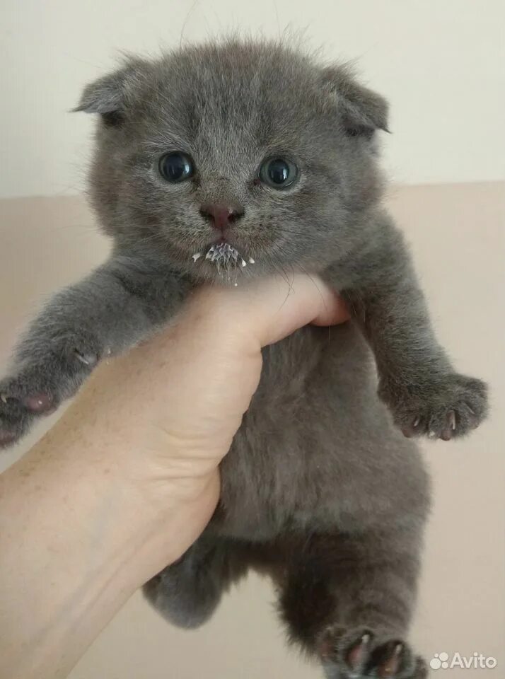 Шотландская вислоухая кошка. Шотландская вислоухий котенок мальчик. Шотландская вислоухий котенок мальчик. Шотландская вислоухий котенок мальчик. Шотландский скоттиш фолд серый мальчик.
