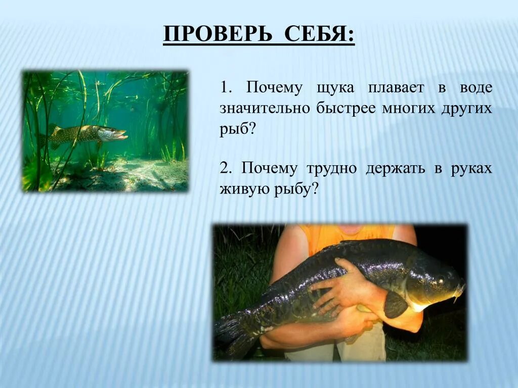 Почему рыбы живут в воде. Трение в природе рыбы. Почему рыбы плавают. Почему рыбы плавают презентация. Щука плавает.