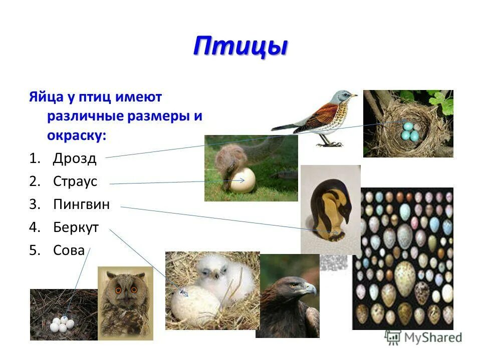 Размножение птиц презентация 7 класс. Яйца птиц презентация. Размеры яиц птиц. Развитие и размножение Совы. Размеры птиц.