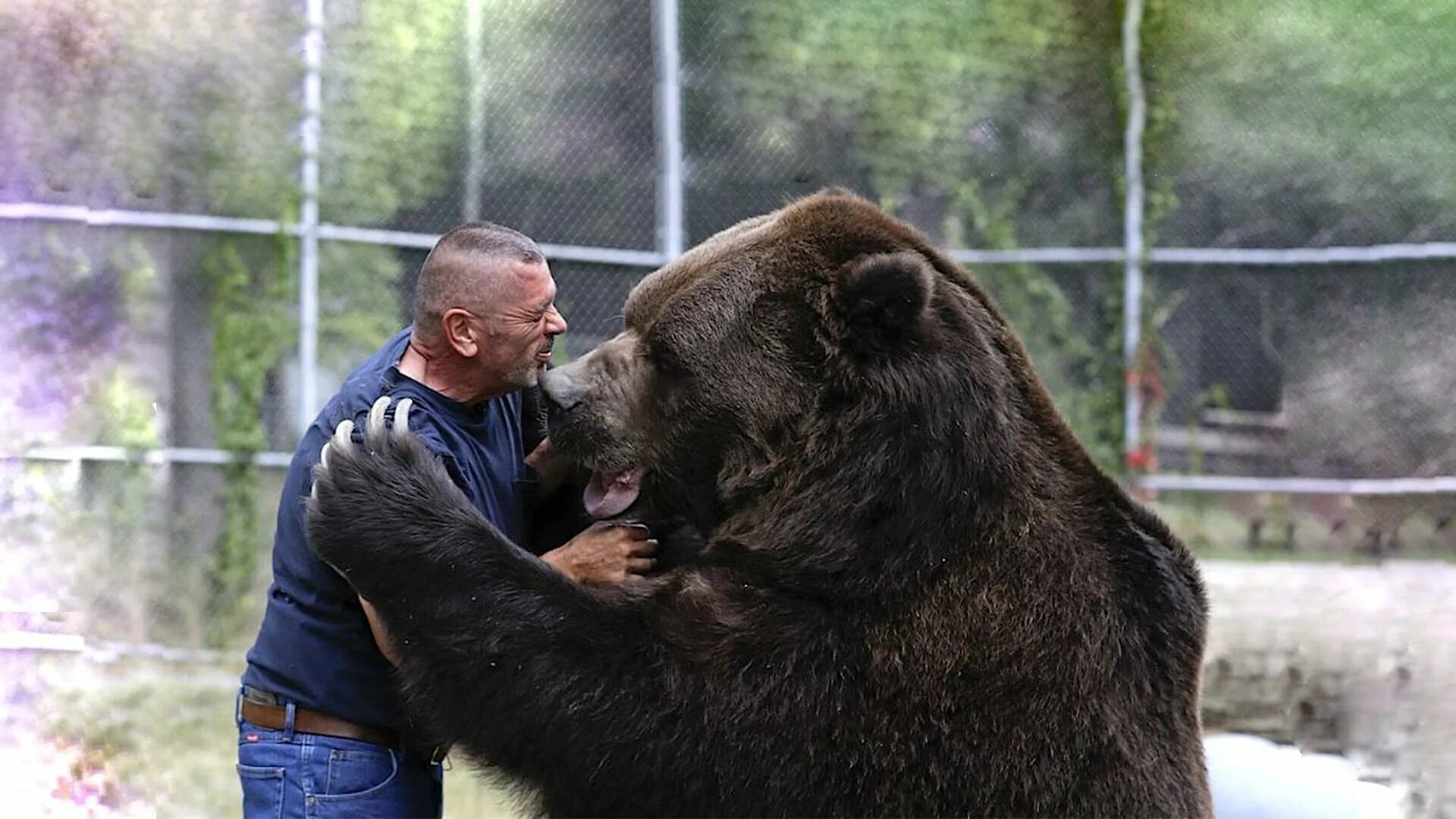 Медведь джимбо. Суло карьялайнен. Бурый медведь кадьяк. Гризли фильм 2018. Гризли и человек.