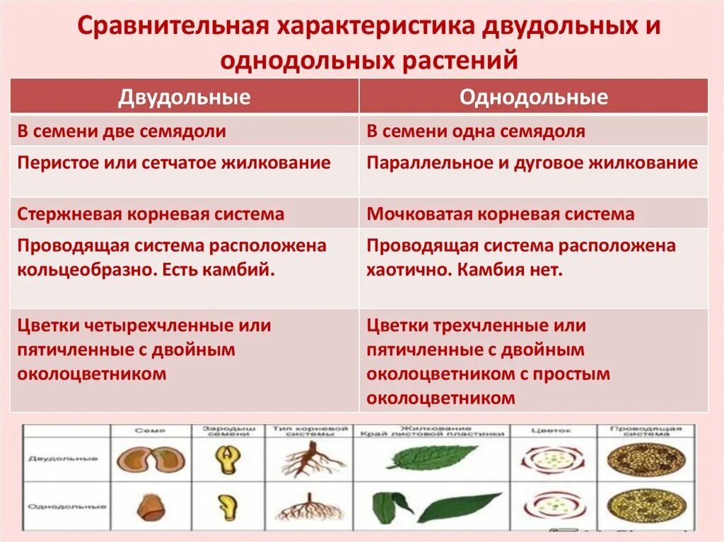 Как отличить двудольные от однодольных. Сравнительная характеристика однодольных и двудольных. Сравнительная характеристика однодольных и двудольных растений. Признаки однодольных растений. Характеристика однодольных растений.