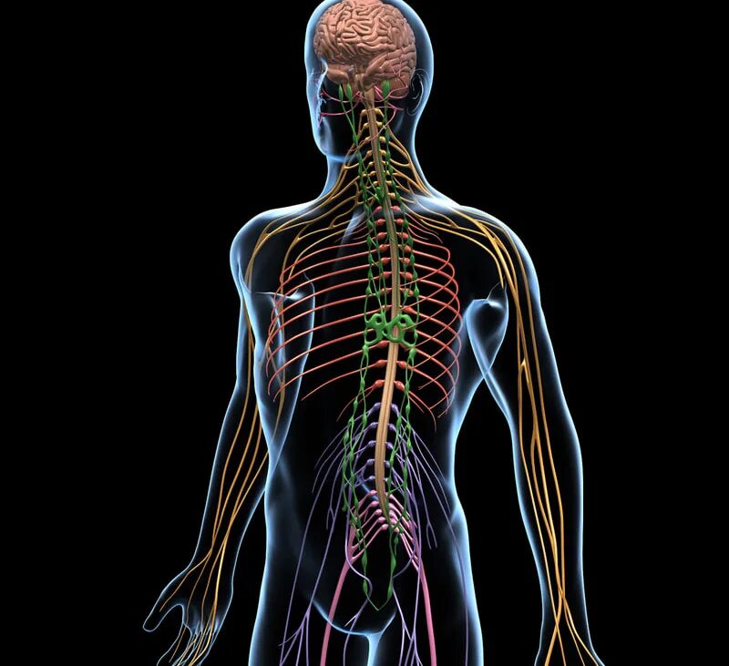 Нервная система человека память. Нервная система. Нервная система человека. ЦНС человека. Нервы человека.
