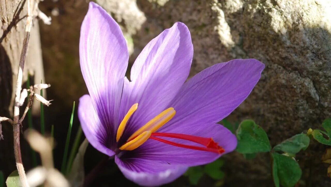 Рокус (Шафран) посевной (Crocus sativus). Крокус шафранный цветок. Крокус сативус Шафран. Крокус Шафран цветок.