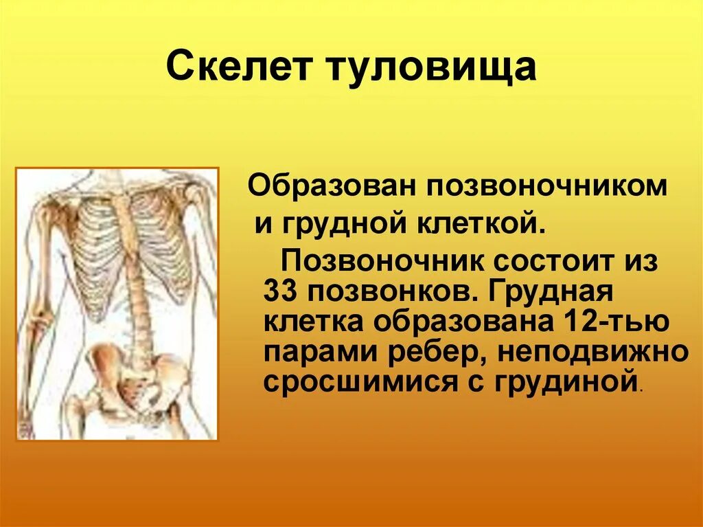 Скелет туловища. Строение скелета туловища. Скелет туловища анатомия. Скелет туловища позвоночник и грудная клетка.