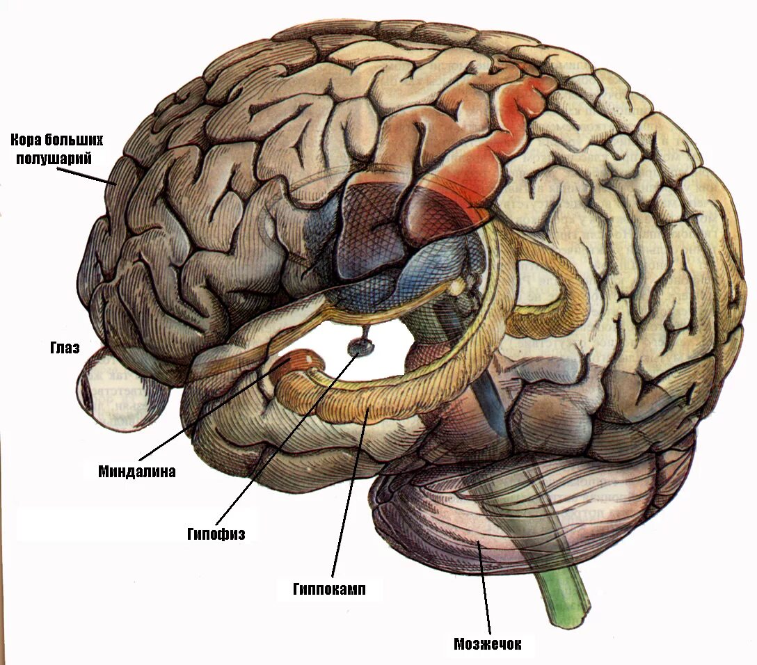 Большое полушарие мозолистое тело мост гипоталамус. Лимбическая система гиппокамп миндалевидное тело.