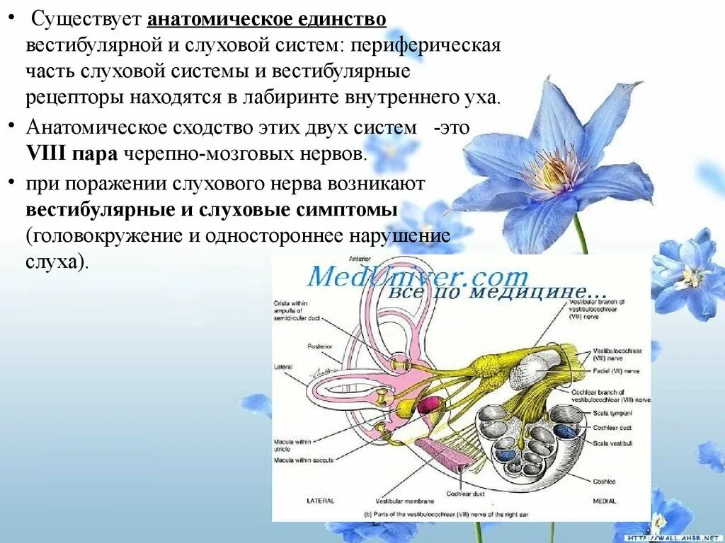 Рецепторы слуховой системы расположены. Слуховой и вестибулярный анализаторы. Слуховые и вестибулярные рецепторы. Функции вестибулярной системы.