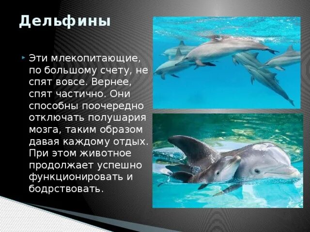 Проект про дельфинов 7 класс Проект люди и дельфины