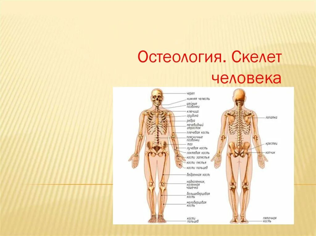 Ткань скелета человека. Скелет человека. Скелет человека Остеология. Остеология анатомия человека. Скелет человека презентация.