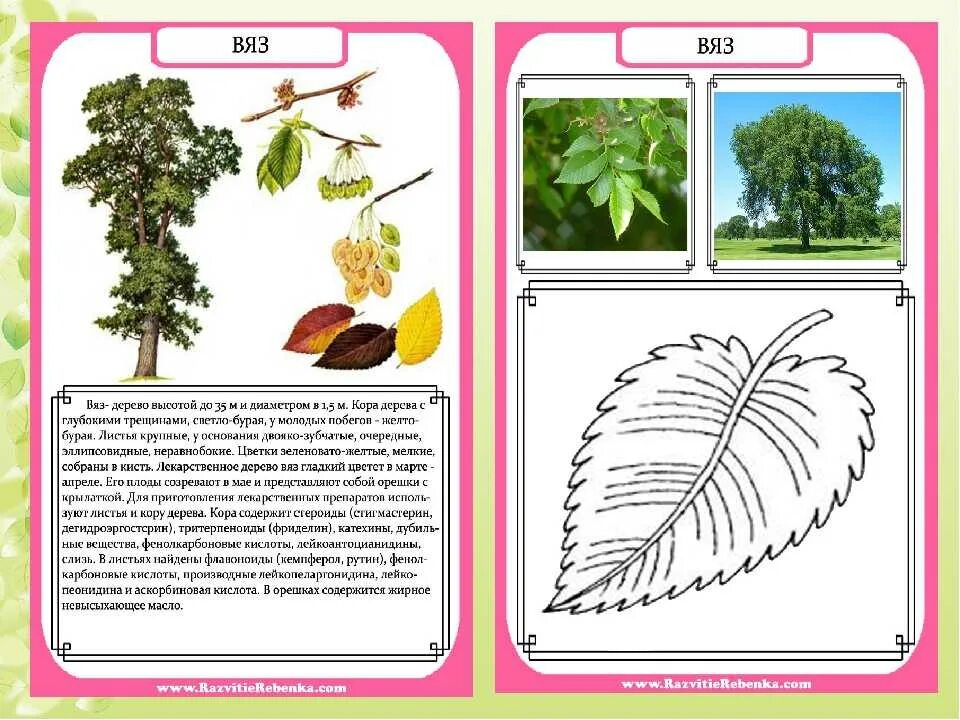 Деревья растут для всех кратчайшее содержание. Вяз строение дерева. Описание деревьев для детей.