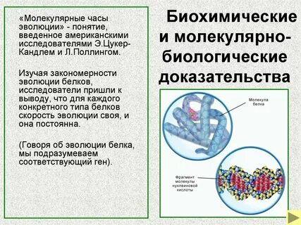 Молекулярно биохимические методы
