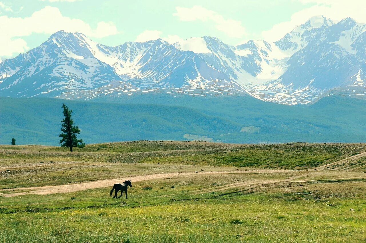 Курайская степь горный Алтай. Курай и Курайская степь. Монголия степи горный Алтай. Алтай курай горы.