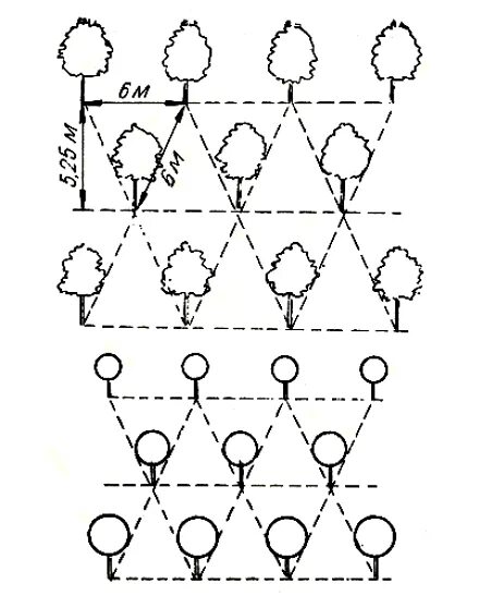 На каком расстоянии сажать сад. Схема посадки яблонь и груш. Схема посадки плодовых деревьев в саду. Схема посадки яблоневого сада. Схема посадки плоловыхьдеревьев.