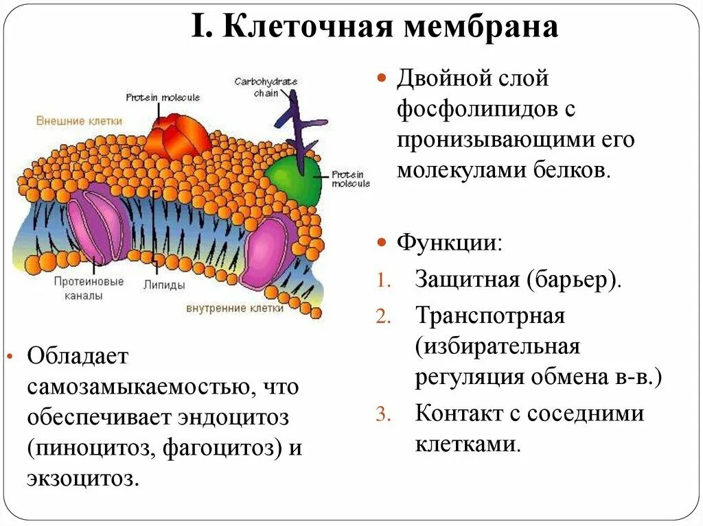 Функции мембраны клетки является. Мембрана клетки строение и функции. Функции основных структур клеточной мембраны. Структура мембраны клетки. Строение плазматической мембраны.