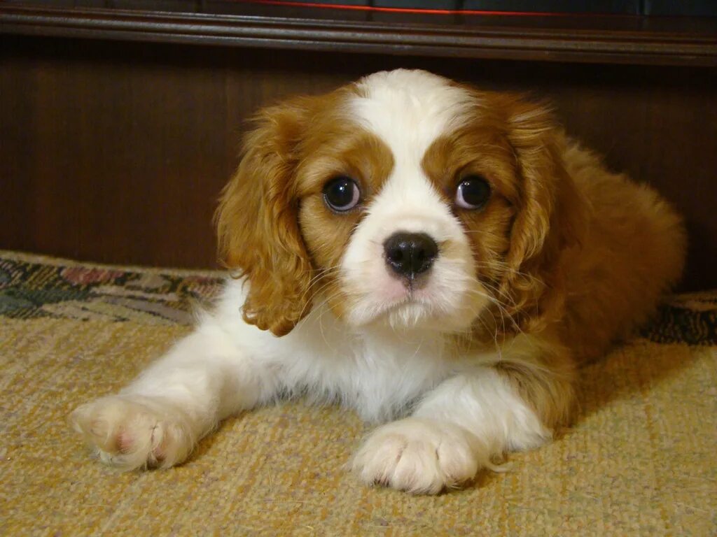 Кавалер иркутск. Прикус кинг чарльз спаниель. Кавалер иркутск. Спринг кавалер спаниель. Кавалер двери иркутск.