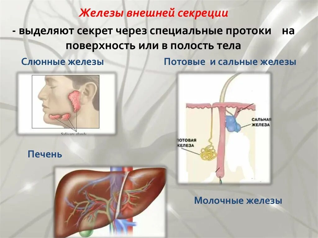 Какие железы выделяют свои секреты в кровь. Эндокринная система внешней секреции. Секрет желез внутренней секреции выделяет кровь. Секреты желез внешней секреции. Железы внешней секреции выделяют секрет.