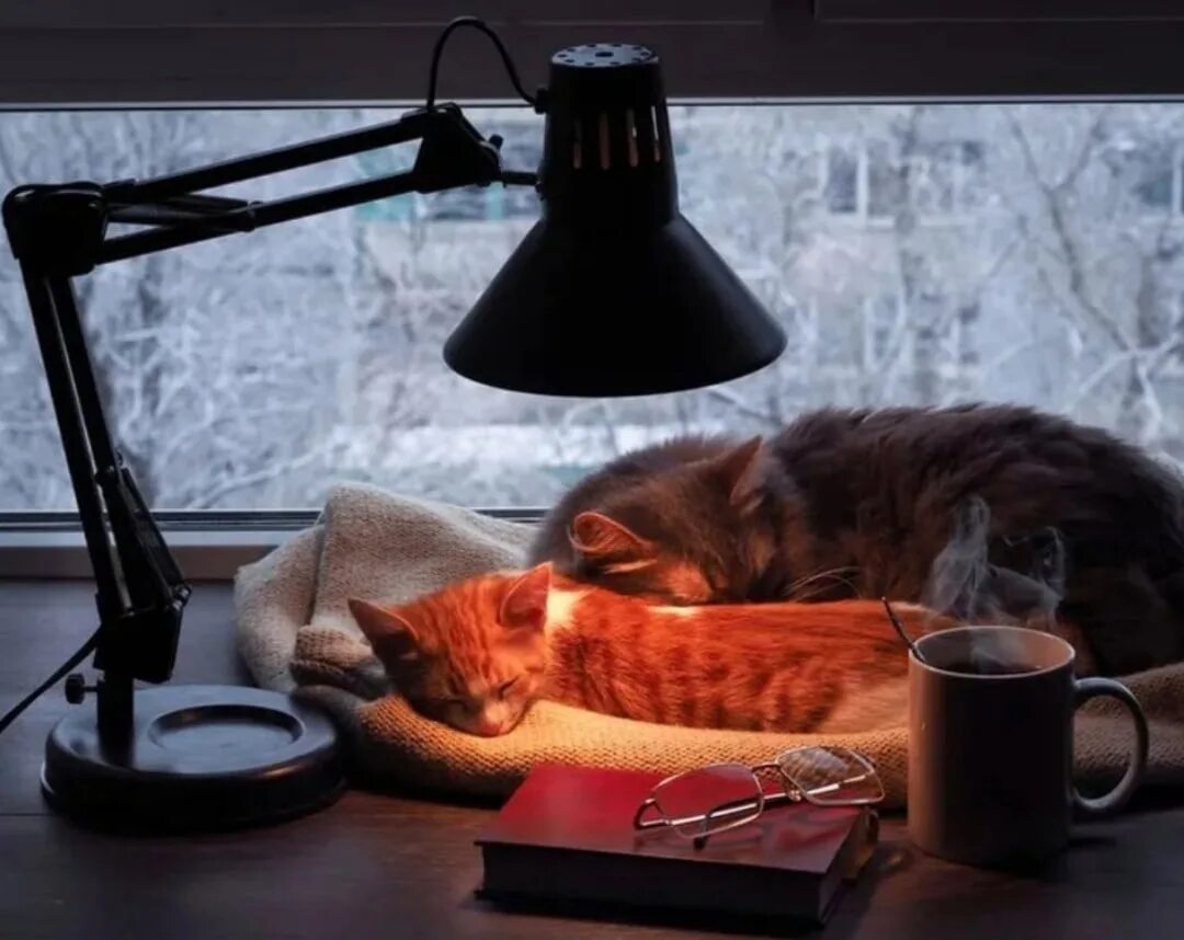 Спящего под лампой. Кошка под лампой. кот под настольной лампой. кошка на столе под лампой. лампа уютная кот.