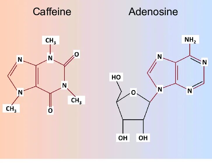 Формы кофеина. Молекула аденозина формула. Аденозин структурная формула. Аденозин и кофеин. Молекула кофеина.