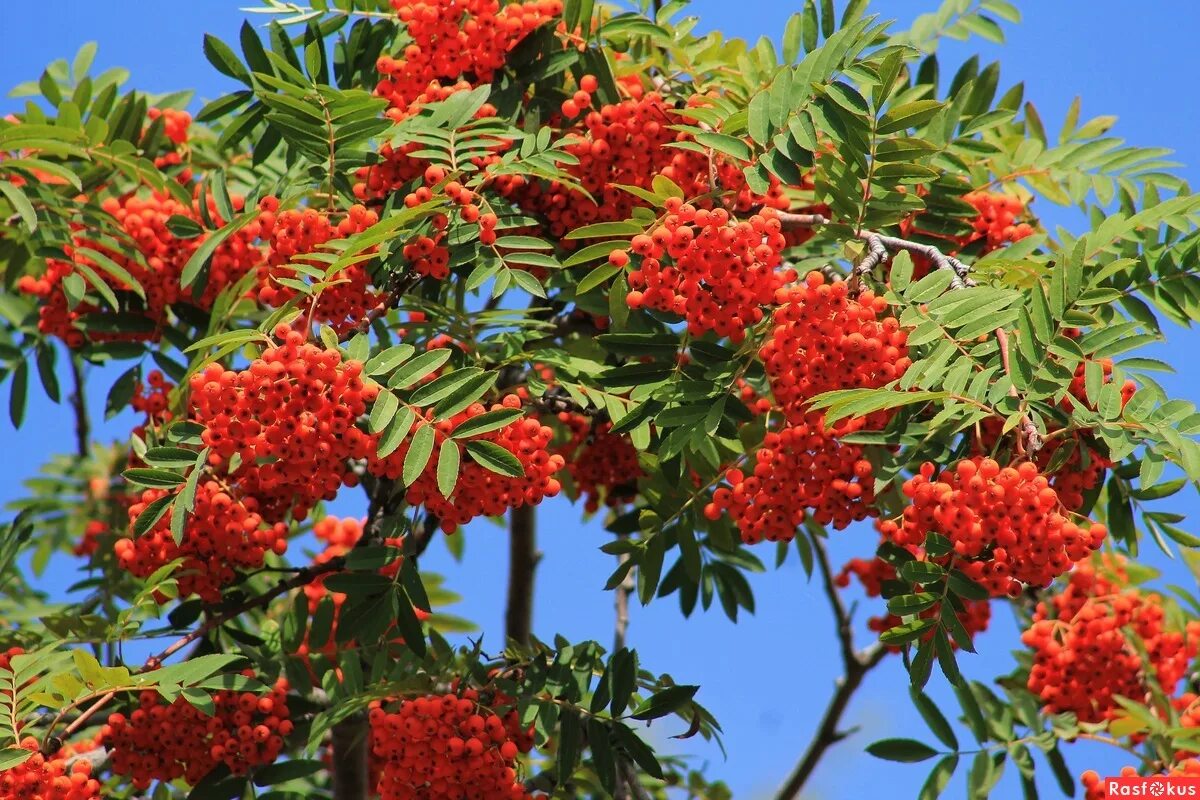 Рябина обыкновенная Sorbus aucuparia. Рябина обыкновенная (Sorbus aucuparia l.). Рябина обыкновенная с10. Рябина Саржента.