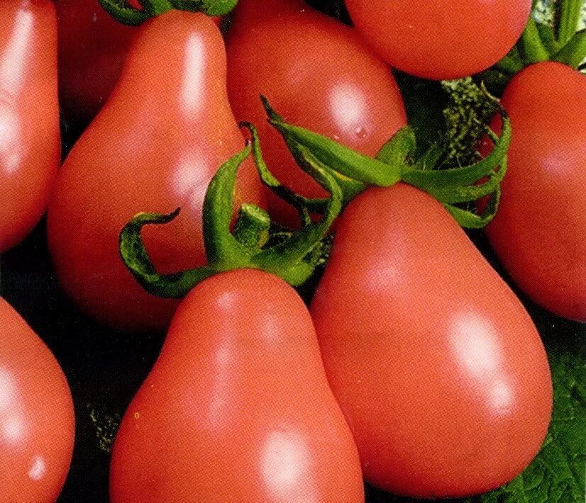 Pear tomato