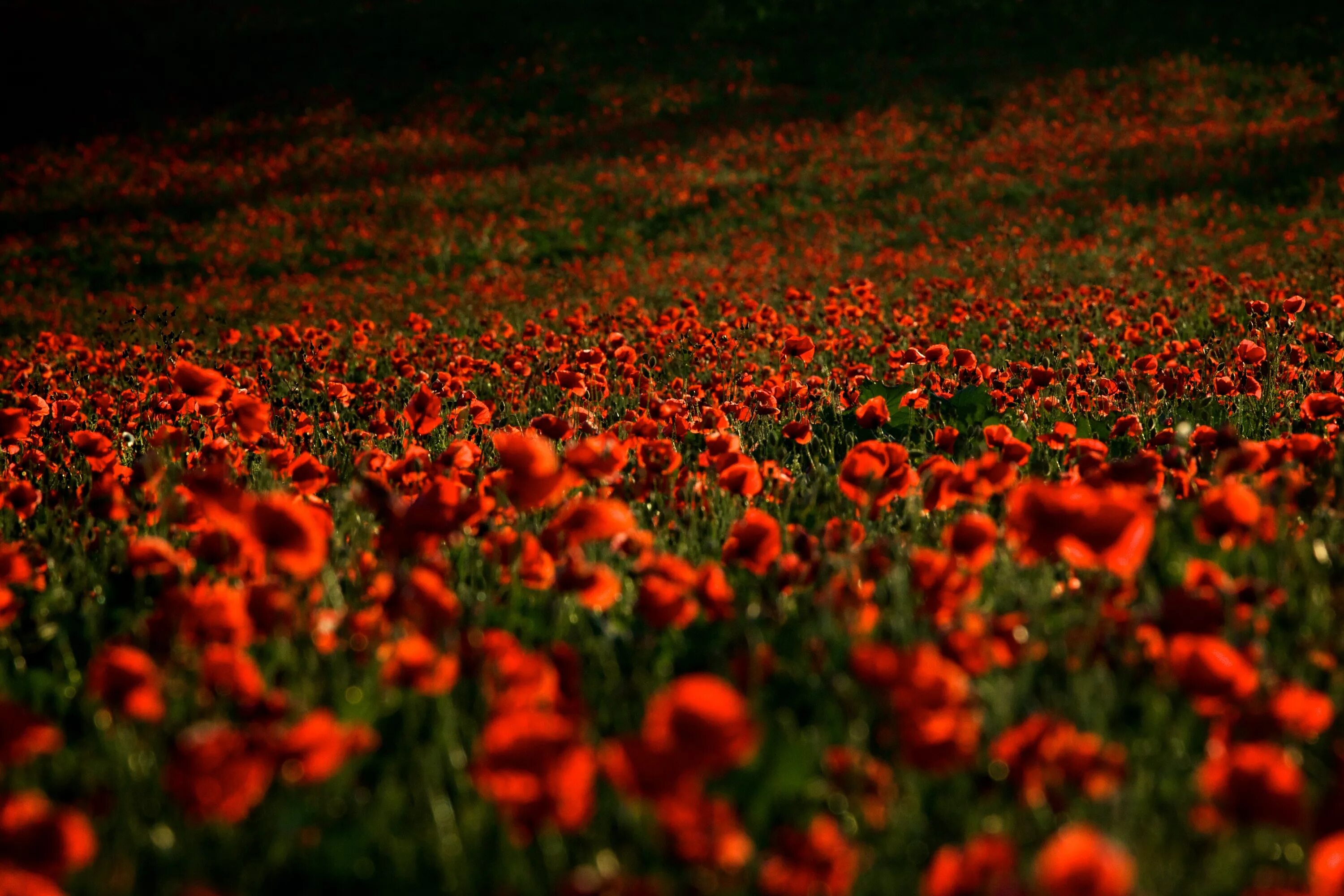 Красные стоки. Поле цветов. Красный цветок. Цветы красной Поляны. Маковое поле.