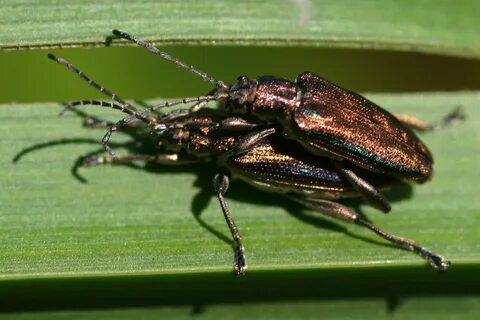 Leptophlebia marginata