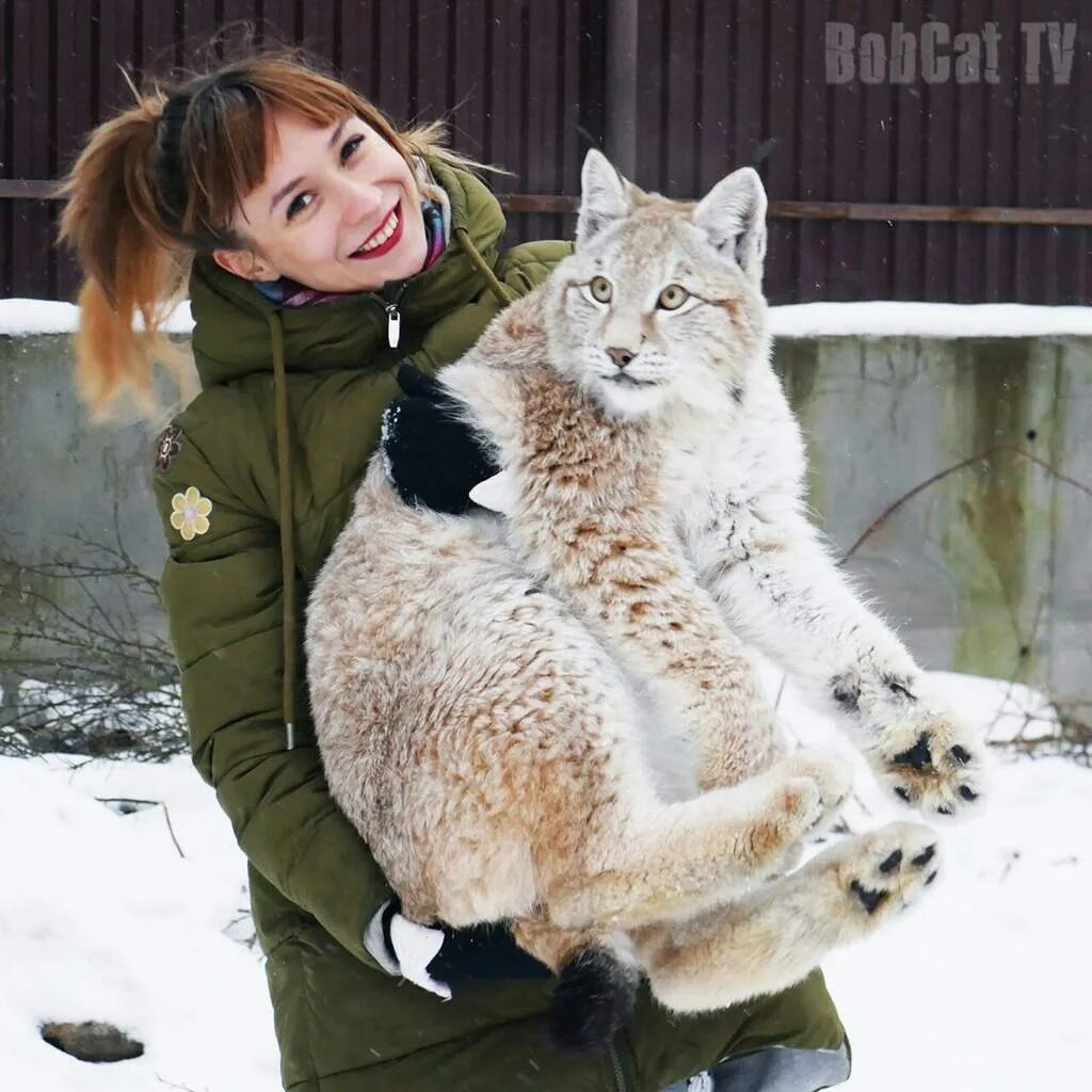 Рысь Ханна. Рысь Ханна и Умка. Якутская Рысь Умка. Канадская Рысь домашняя. Встретил рысь