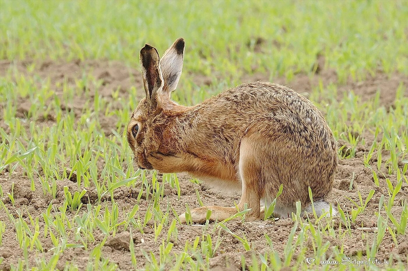заяц-русак. зайцы дерутся. заяц в прыжке. жизнь зайца в природе. молодой заяц.