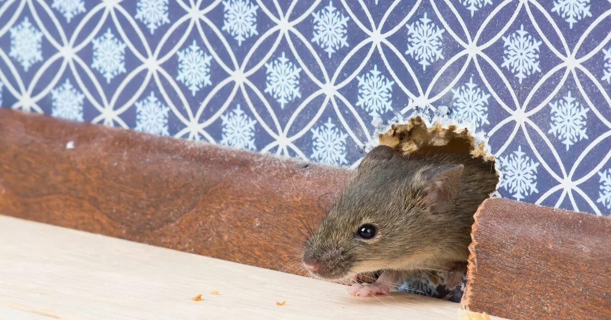 Коты ловят мышей. Мыши в квартире. Семейство крысиных. Правда ли что мыши приносят только вред. Мыши в доме.