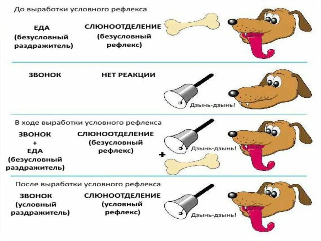 Условные рефлексы это какие. Условные и безусловные рефлексы собака Павлова. Павлов и собаки условный и безусловный рефлекс. Собака Павлова условный рефлекс. Собака Павлова безусловный рефлекс.