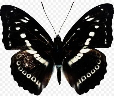 Papillon бабочка