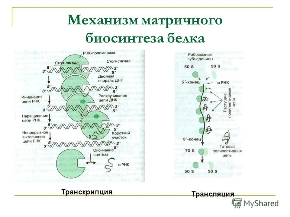 Биосинтез мономеров