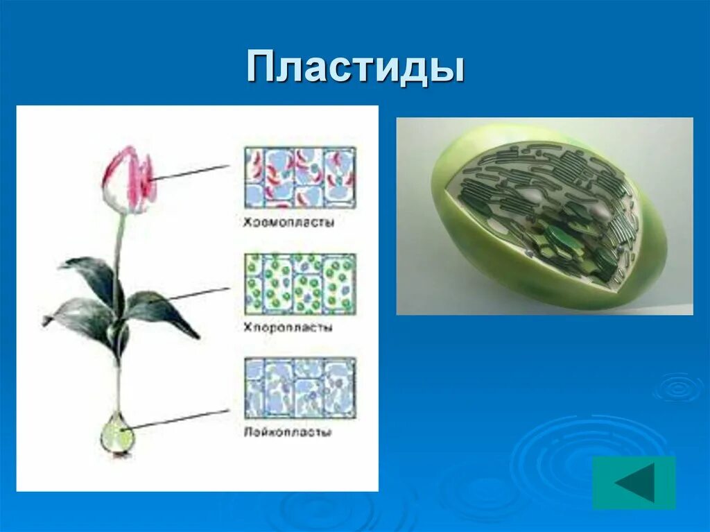 Пластиды встречаются в клетках растительных. Пластиды встречаются в клетках растительных