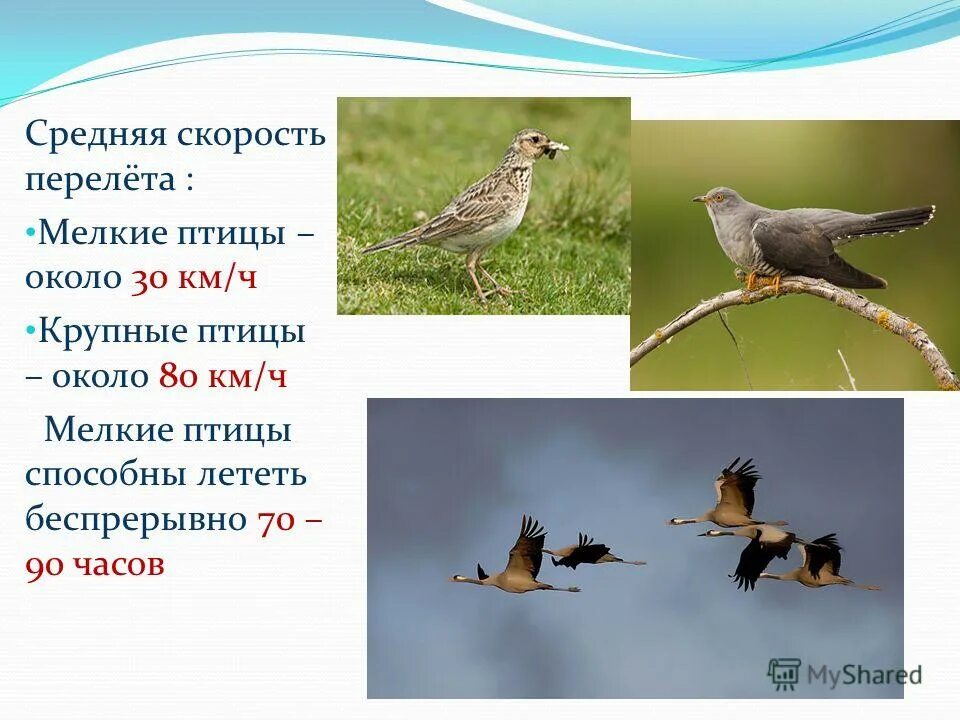 скорость перелета птиц. воробей быстро летают. с какой скоростью летит воробей. с какой скоростью летит воробей. с какой скоростью летит воробей.
