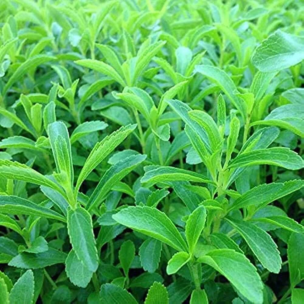 Какие листья сладкие. Стевия растение. Stevia rebaudiana. Стевия куст. Стевия медовая.