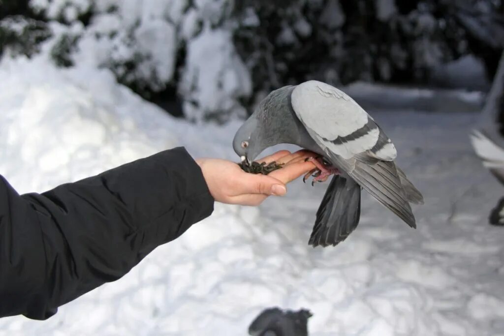 Человек кормит птиц. Синица и голубь. Птичка какнула. Рука кормит птиц. Bird in hand