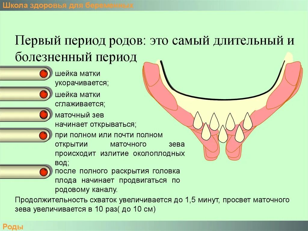 Почему укорачивается матка. Полное раскрытие маточного зева. Первый период родов. Первый период родов (период раскрытия). Укоротилась шейка матки.