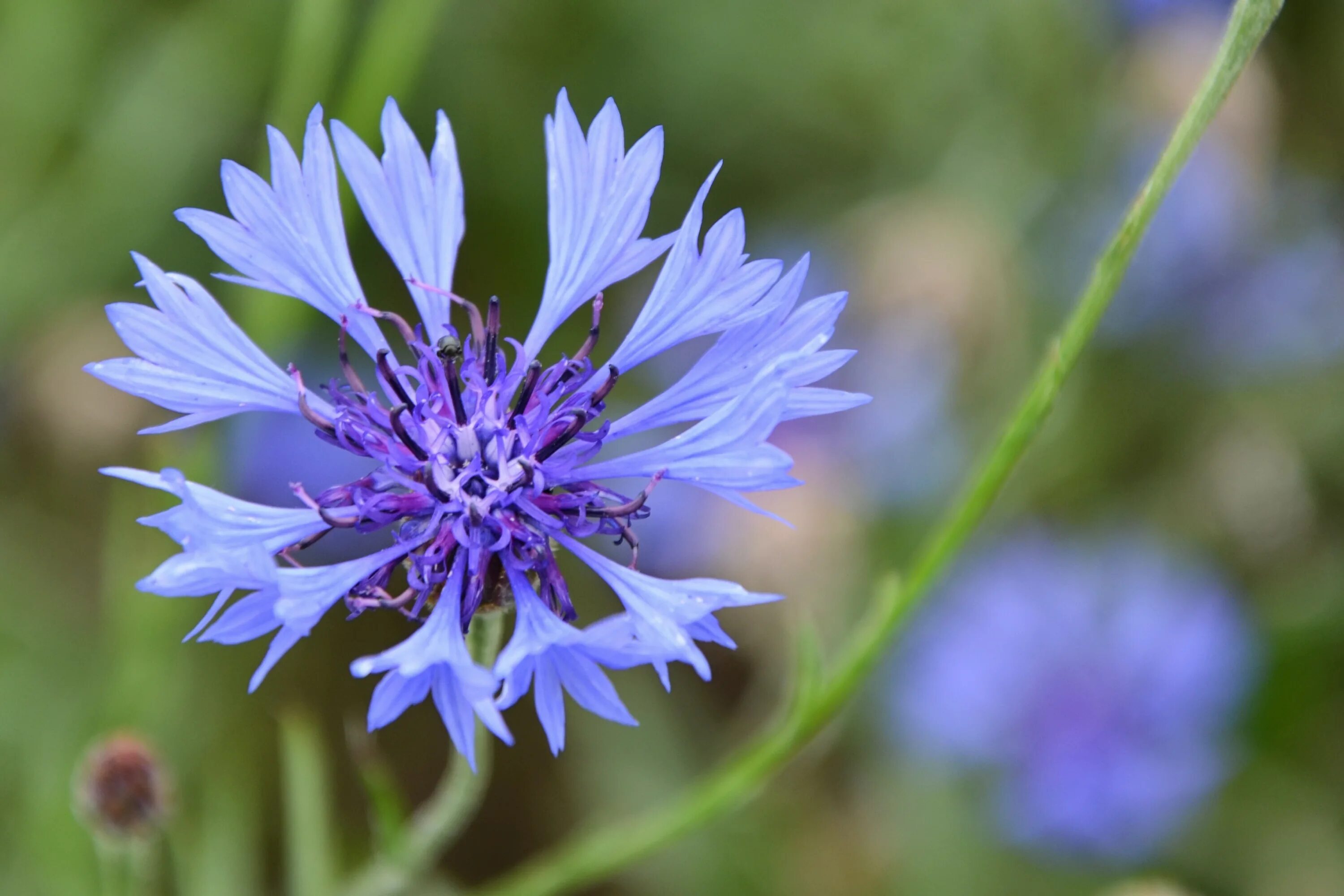 Купить билеты на василек. Василек полевой Centaurea cyanus. Василёк Боровой. Василек 'pulchra Major'. Василек горный, подбеленный.