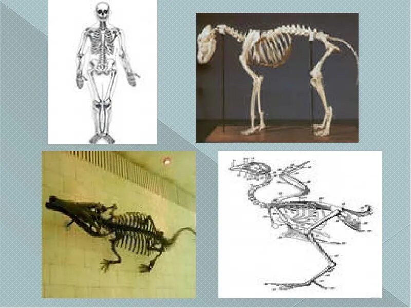 Скелет опора организма 6 класс биология. Скелет биология 6 класс. Скелет опора. Скелет в классе биологии.
