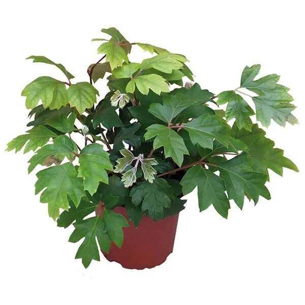 Комнатное растение Циссус (Cissus) Succulents, Plants, Garden