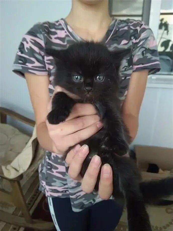 Кошки шахтинск. Кошки шахтинск