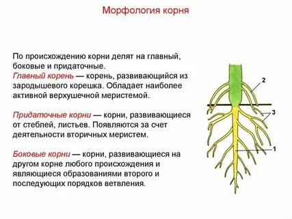 Вегетативные органы выполняют функции