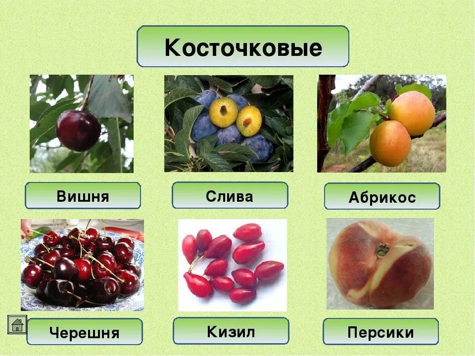 Какие овощи являются ягодами. Схема классификации косточковых плодов. Классификация плодов косточковых плодов. Классификация семечковых плодов. Косточковые плодовые культуры.