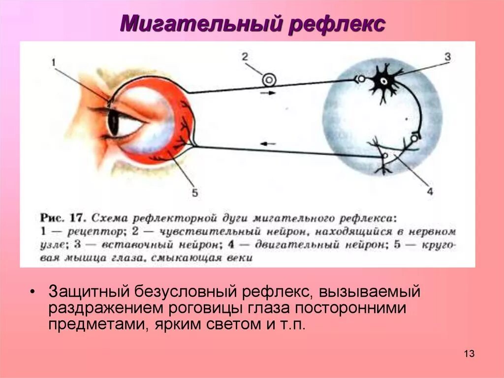 Схема дуги мигательного рефлекса. Рефлективная дуга мигательного рефлекса. Безусловный рефлекс мигательного рефлекса. Схем рефлекторной дуги миг.