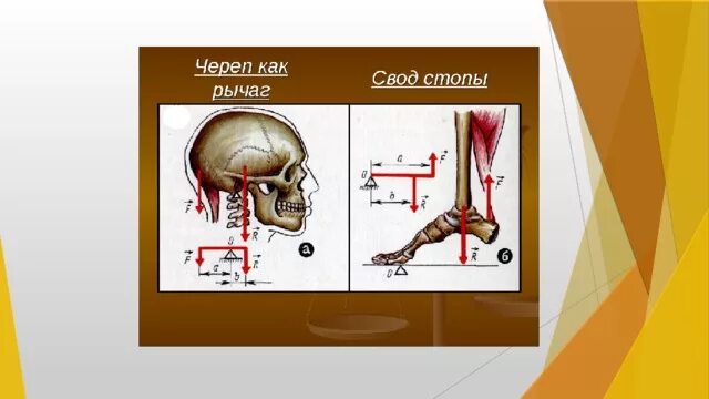 Сообщение на тему рычаги в технике. Рычаги в быту. Рычаги в природе. Рычаги в технике. Рычаг в современном мире.