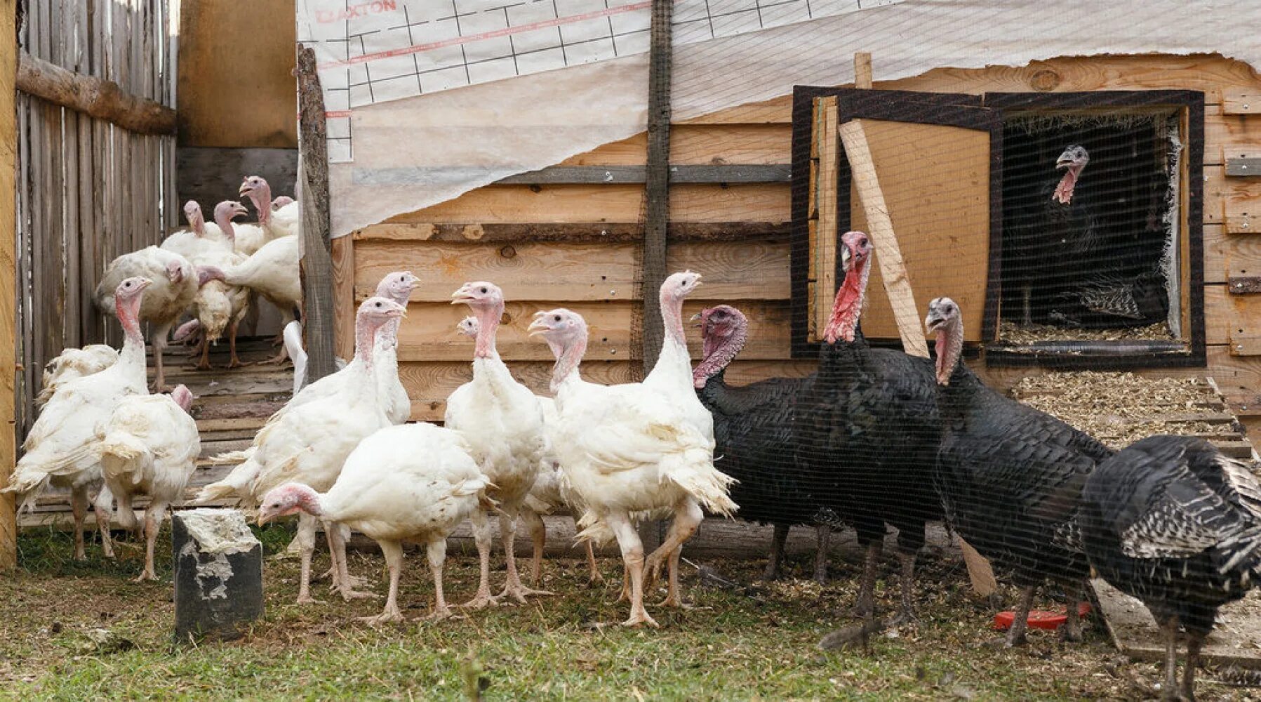 Pardon Me; Ohio Turkey Farm to Present Presidential Turkey This Thanksgiving