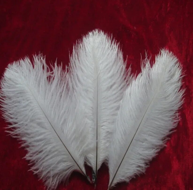 Feather 6